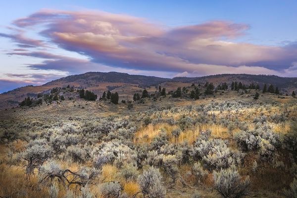 Jones, Adam 아티스트의 Mountain big sagebrush at sunrise-Lamar Valley-Yellowstone National Park-Wyoming작품입니다.